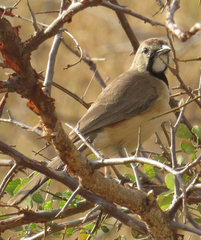 Rhodophoneus cruentus