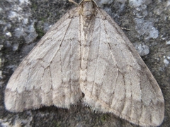 Operophtera relegata