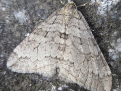 Operophtera relegata