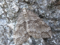 Operophtera relegata