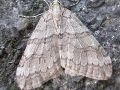 Operophtera relegata