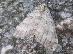 Operophtera relegata