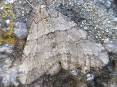 Operophtera relegata