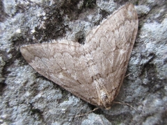 Operophtera relegata