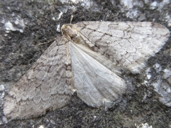 Operophtera relegata