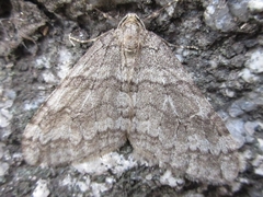 Operophtera relegata