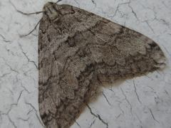 Operophtera relegata