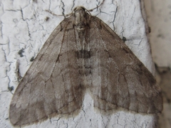 Operophtera relegata