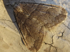 Operophtera relegata