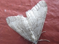 Operophtera relegata