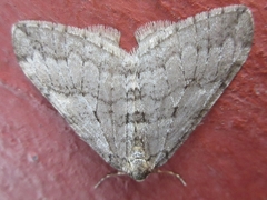 Operophtera relegata