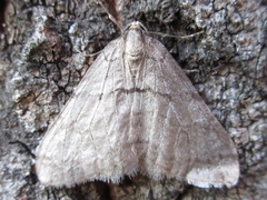 Operophtera relegata