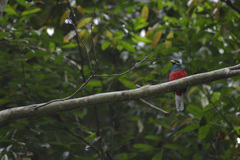 Apaloderma narina