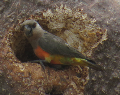 Poicephalus rufiventris