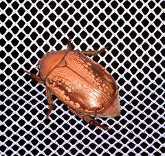 Anoplognathus concolor