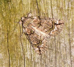 Calathusa glaucopasta
