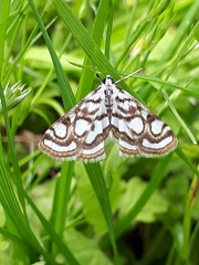 Nymphula nitidulata