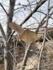 Populus