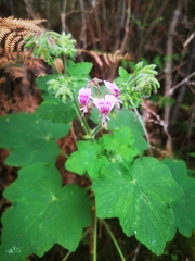 Pelargonium papilionaceum, photograph (c) Barbara le Roux, some rights reserved (CC BY-SA)