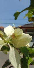 Oxyopes javanus