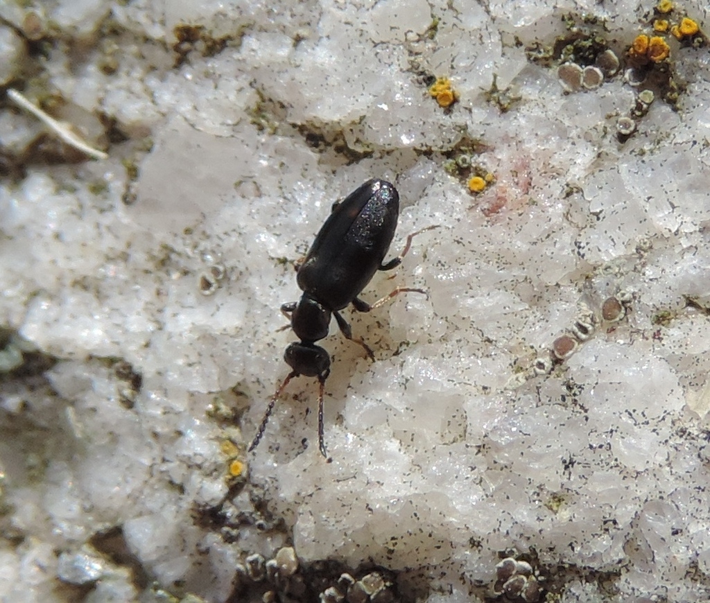 Microhoria venusta
