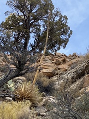 Agave utahensis kaibabensis