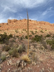 Agave utahensis kaibabensis