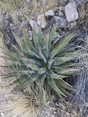 Agave utahensis kaibabensis