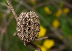 Allocasuarina paludosa