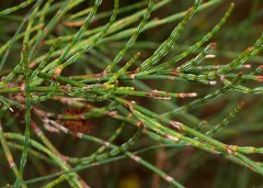 Allocasuarina paludosa