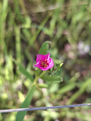 Calandrinia pilosiuscula