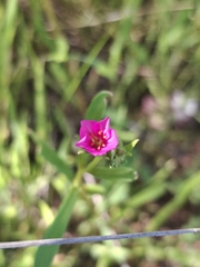 Calandrinia pilosiuscula