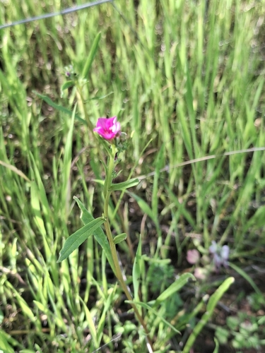 Calandrinia pilosiuscula, photograph 1