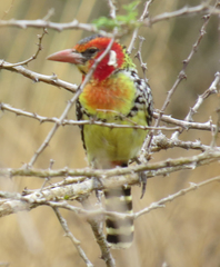 Trachyphonus erythrocephalus