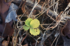 Potentilla canadensis