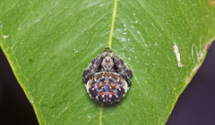 Araneus rotundulus