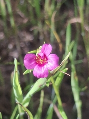 S. Cortés, CC BY, iNaturalist via GBIF Calandrinia pilosiuscula, photograph S. Cortés, CC BY, iNaturalist via GBIF