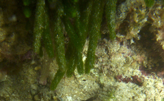 Caulerpa brownii
