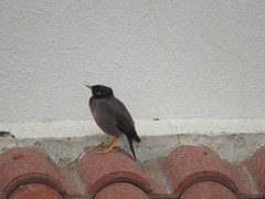 Acridotheres tristis