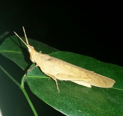 Desmoptera truncatipennis