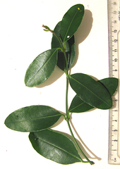 Acokanthera oppositifolia