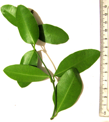 Acokanthera oppositifolia