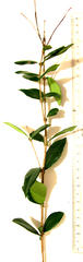 Acokanthera oppositifolia