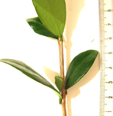 Acokanthera oppositifolia