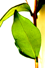 Acokanthera oppositifolia