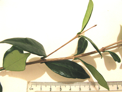 Acokanthera oppositifolia
