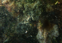 Aplidium lunacratum