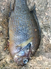Lepomis miniatus