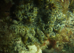 Aplidium lunacratum