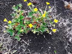 Potentilla vulcanicola